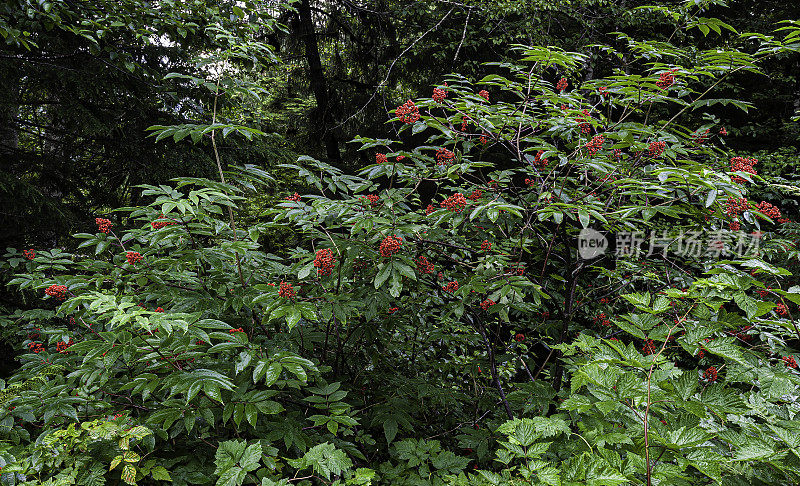 Sambucus racemosa是一种接骨木莓已知的共同名称红接骨木和红浆果接骨木。凯契根,阿拉斯加。五福花科。红色的水果。